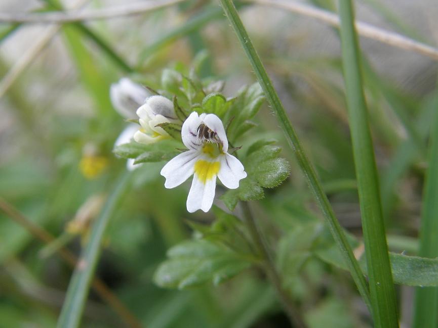 Euphrasia minima / Eufrasia minima